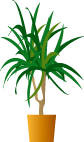 観葉植物
